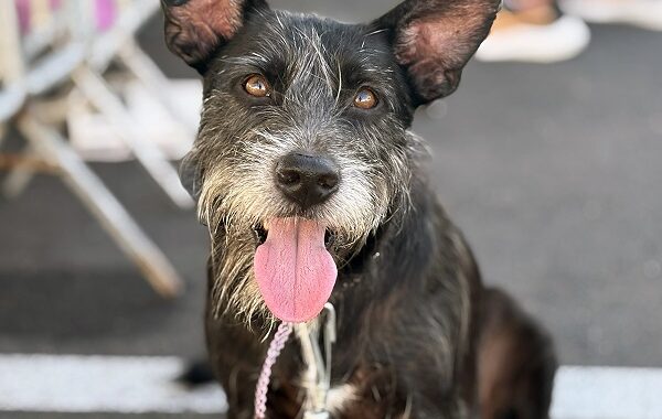 Campanha “Amigo Pet” promove adoção de cães e gatos neste sábado em Aracaju
