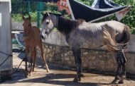 Polícia Civil resgata cavalos em situação de maus-tratos no bairro Santa Maria, em Aracaju