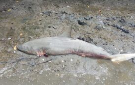 Filhote de tubarão é encontrado sem barbatanas em São Cristóvão