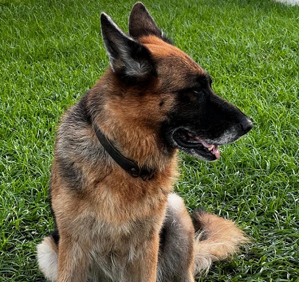 Amigo Pet promove campanha de adoção animal e vacinação gratuita de cães neste fim de semana