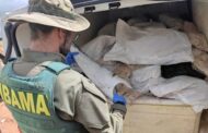 PRF apreende mais de 1,6 tonelada de barbatanas de tubarão e bexigas natatórias em Sergipe