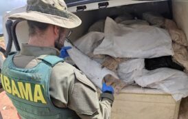 PRF apreende mais de 1,6 tonelada de barbatanas de tubarão e bexigas natatórias em Sergipe