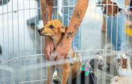 Campanha de adoção animal acontece neste sábado no RioMar