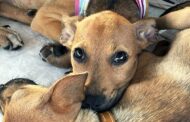 Adasfa e Shopping Jardins promovem ação de adoção animal neste sábado