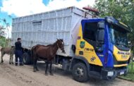 Batalhão de Polícia Rodoviária recolhe 227 animais nas rodovias estaduais